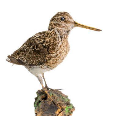 Stuffed snipe sits on a wooden trunk isolated on white clipart