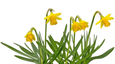 Küçük sarı nergisler beyazın üzerinde izole edilmiş.