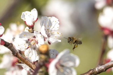 Bahar bal arısı mirabelle çiçeği uçuyor