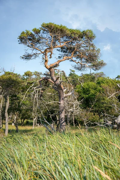 Jediná borovice stojí na rákosové louce na německém pobřeží Severního moře — Stock fotografie