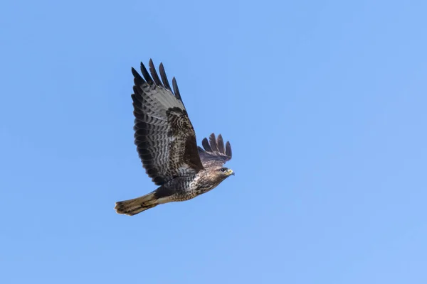 Buzzard Voador Com Asas Abertas Contra Céu Azul — Fotografia de Stock