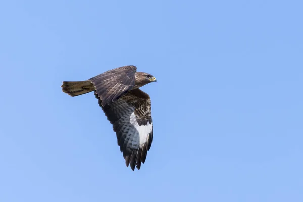 青い空に向かって羽を広げた空を飛ぶブザード — ストック写真