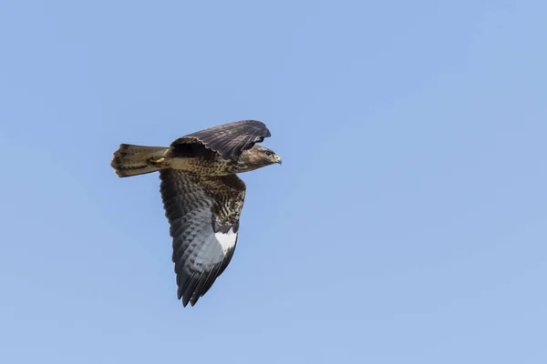 Flying Buzzard Spread Wings Blue Sky — Stock Photo, Image