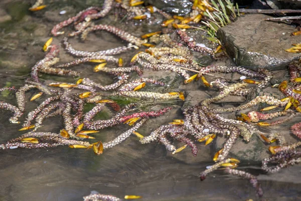 Flores Álamo Flotan Agua Entre Hierba Las Piedras — Foto de Stock