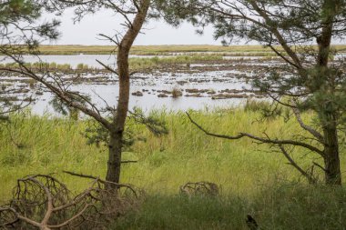 Almanya 'da Darss yakınlarındaki doğa koruma alanı. Mavi gökyüzüne karşı çayırlar, sazlıklar, su ve ördekler.
