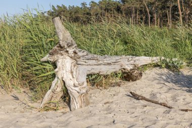 Eski ağaç gövdesi kumulları, orman ve bulutlu gökyüzü ile kumlu bir plajda yatıyor