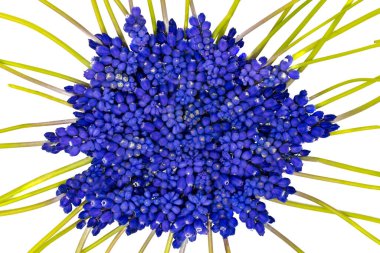 Yeşil saplı mavi üzümlü sümbüller karman çorman, beyaz üzerine izole edilmiş.