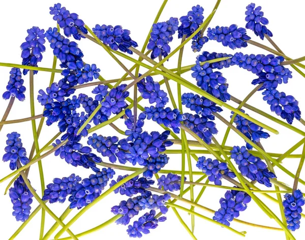 Blue grape hyacinths with green stems are jumbled, isolated on white — Stock Image Blue Grape Hyacinths Green Stems Jumbled Isolated White Stock Picture