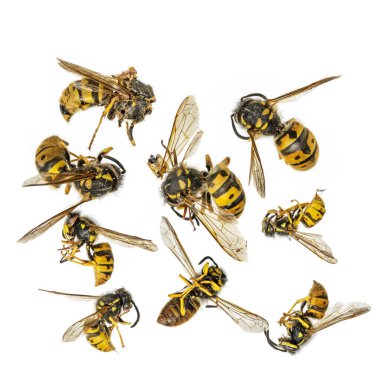 Ölü sarı eşekarıları beyaz bir arka planın önünde kıvrılıp yatıyorlar.