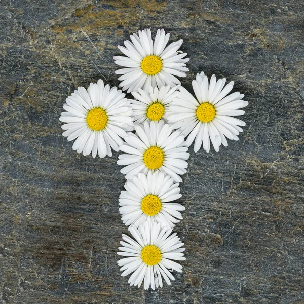 Beyaz papatya çiçeklerinden yapılmış Hristiyan haçı gri bir levhada — Stok fotoğraf