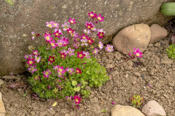 Çiçek tarhında pembe çiçekli yosun saksafonu.