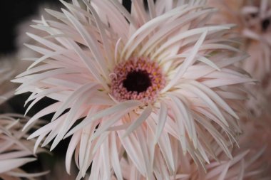 Çiçeklerin yumuşak pembenin soyut arkaplanı