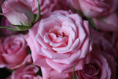 Parlak pembe çiçeklerin soyut arkaplanı