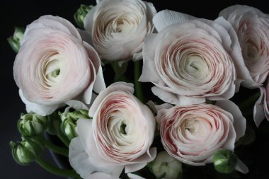 Renkli soluk pembe rengin soyut arkaplanı