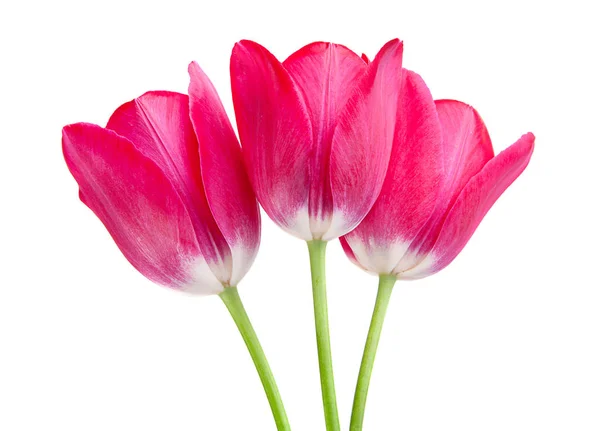 Pink tulip isolated — Stock Photo, Image