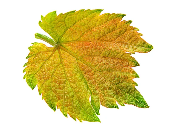 Grape leaf isolated — Stock Photo, Image