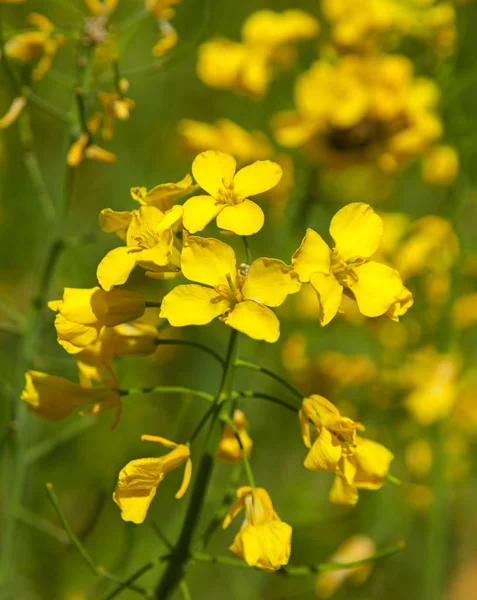 Rapsblomst Kloseup – stockfoto