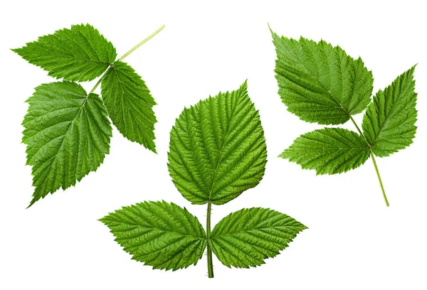 Set de hojas de frambuesa —  Fotos de Stock