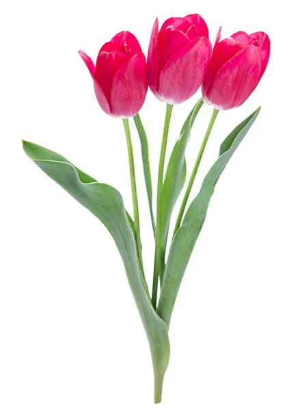 Pink tulip on white — Stock Photo, Image