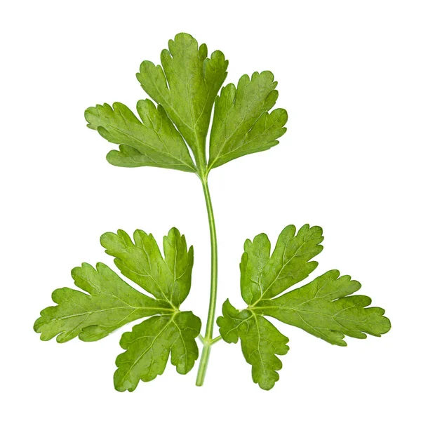 Parsley aromatic herb — Stock Photo, Image