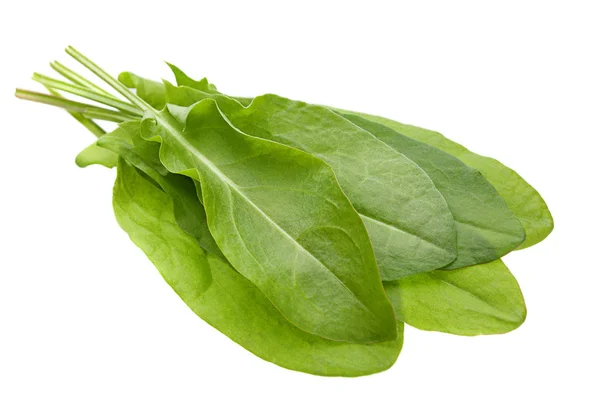 Sorrel herb closeup — Stock Photo, Image