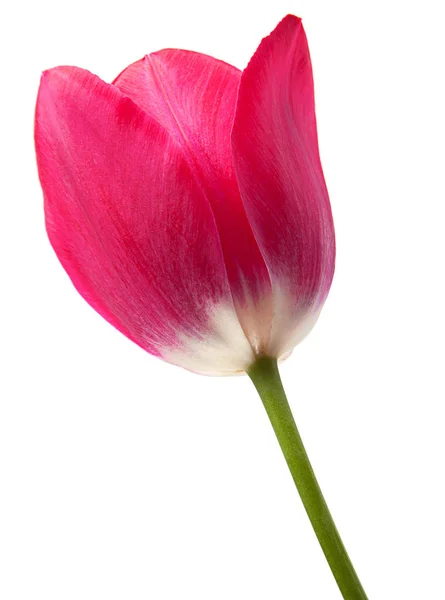 Tulipa rosa close-up — Fotografia de Stock