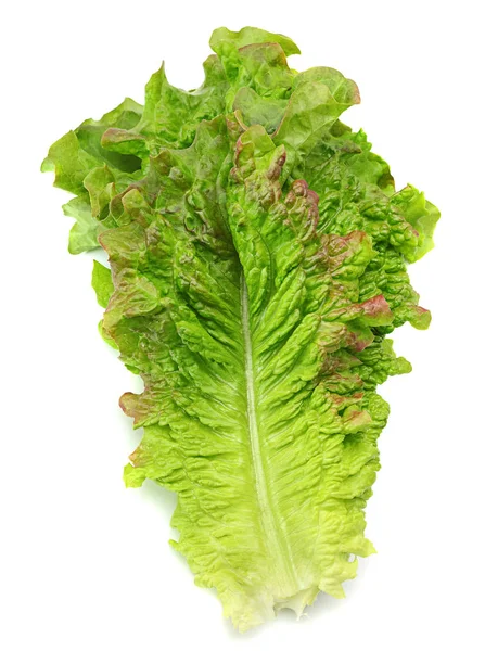Lockiges Salatblatt — Stockfoto