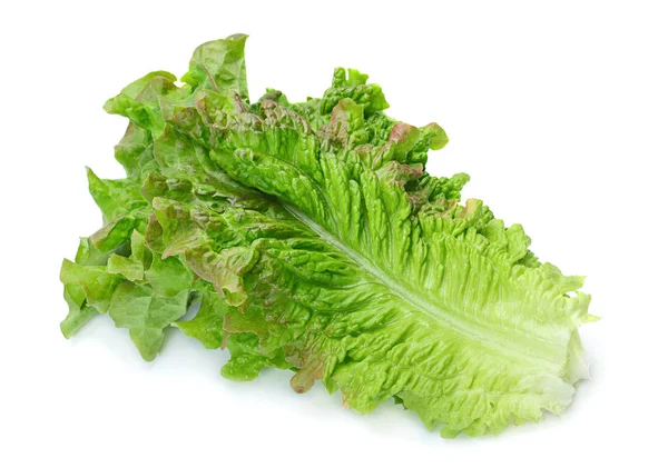 Lockiges Salatblatt — Stockfoto