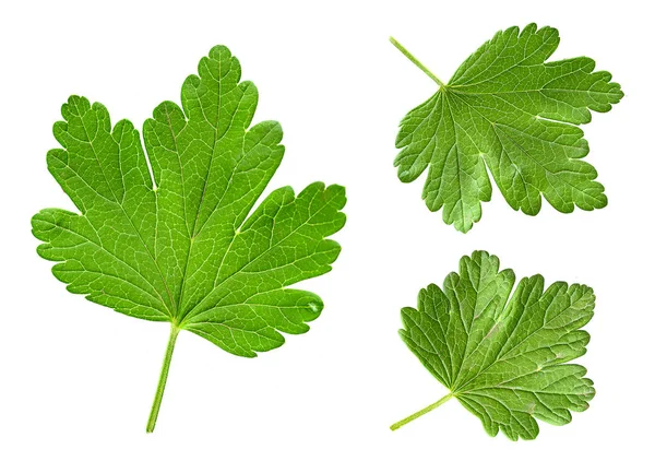 Gooseberry leaf set — Stock Photo, Image