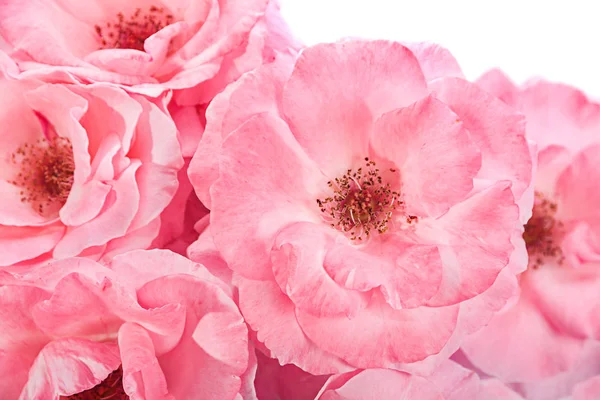 Różowa róża głowy — Zdjęcie stockowe
