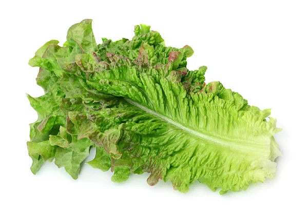 Krullend sla salade — Stockfoto