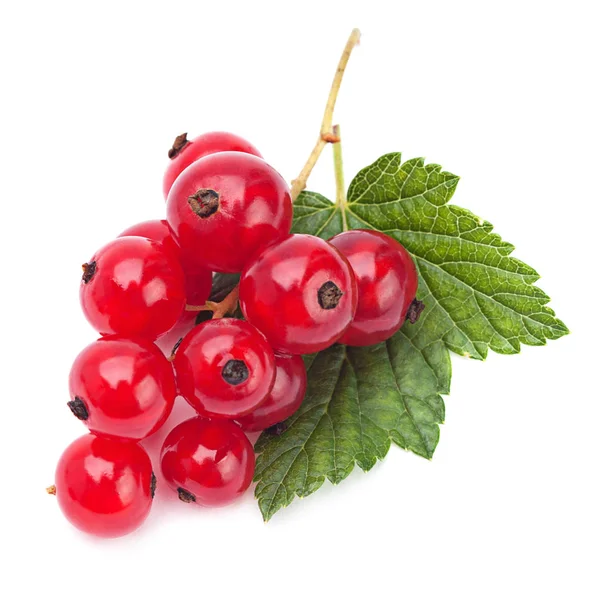 Red currant — Stock Photo, Image