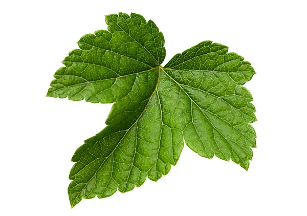Currant leaf isolated — Stock Photo, Image