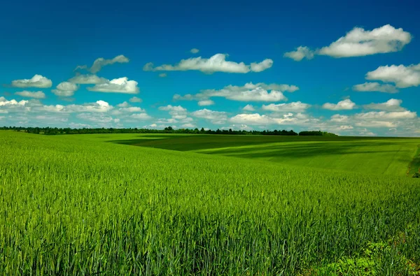 Пшеница и облака — стоковое фото