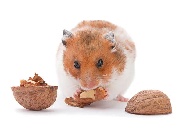 Braungebrannter Hamster isst Walnuss — Stockfoto