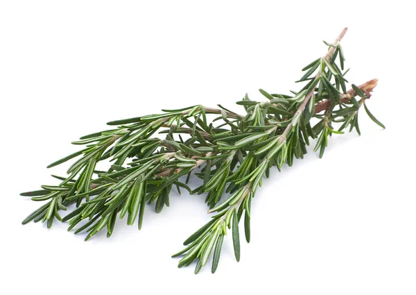 Rosemary kruid closeup — Stockfoto