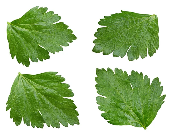 Set di foglie di sedano — Foto Stock