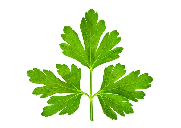 Parsley leaf — Stock Photo, Image