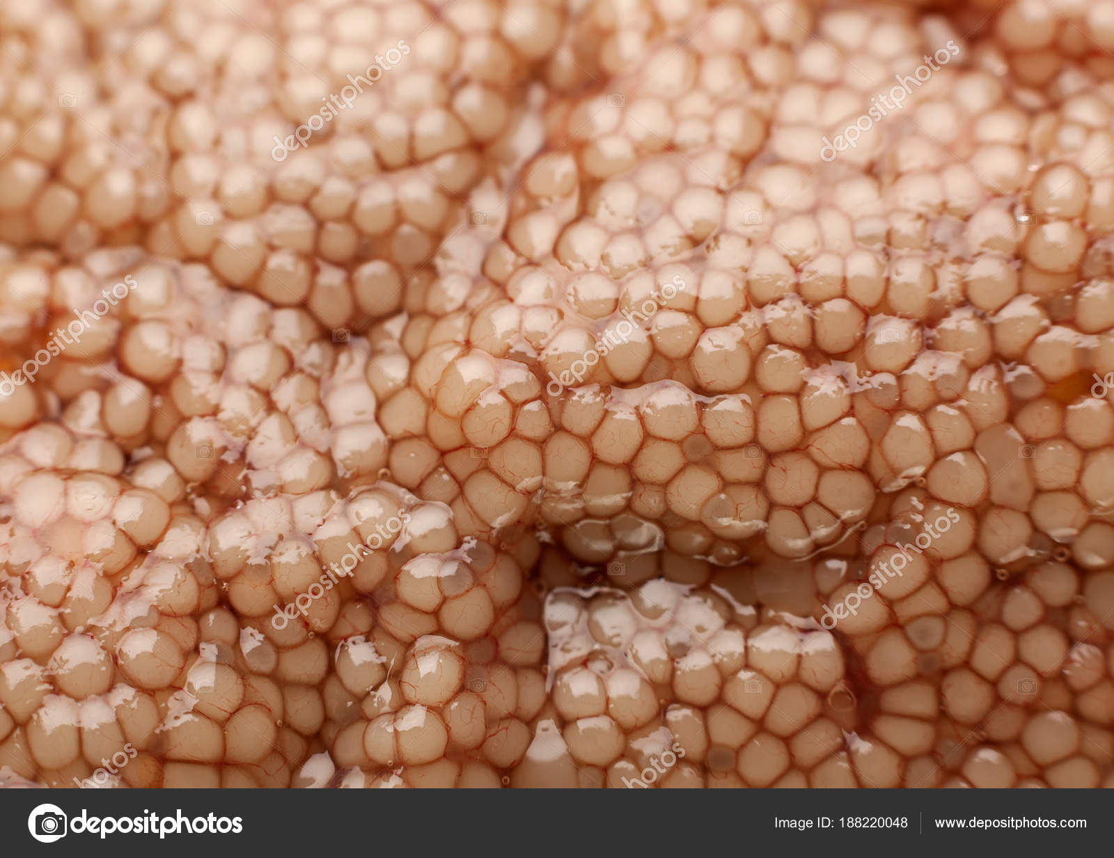 икра сазана. икра сазанья соленая. карповая икра. икра карпа фото. сазанья икра.