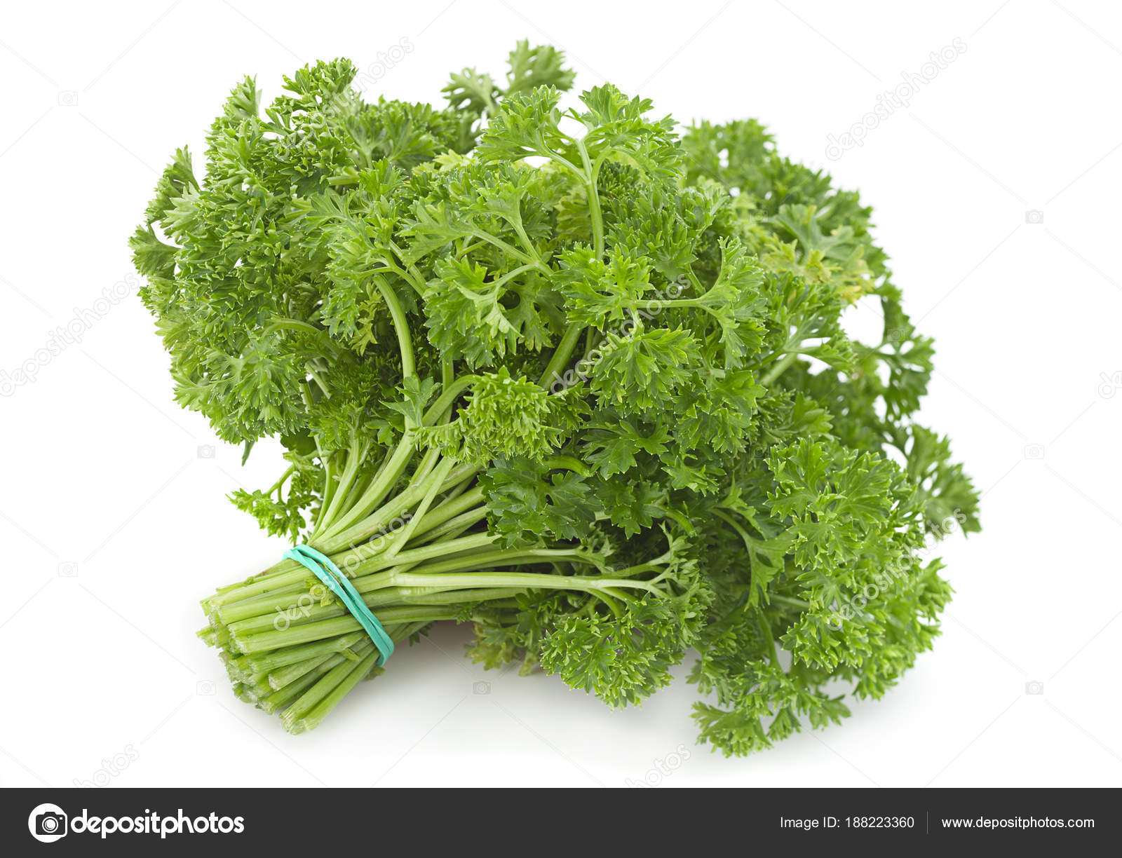 Curly parsley bunch — Stock Photo © jimbo3904 188223360