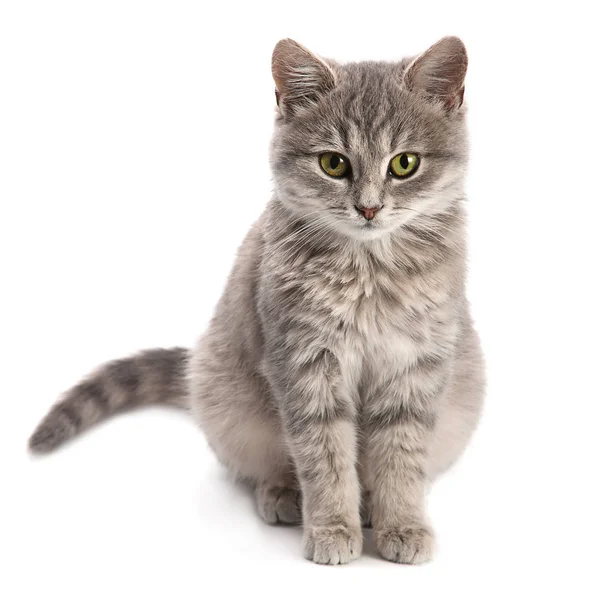 Серая кошка сидит — стоковое фото