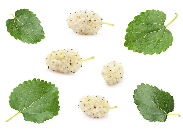 White mulberry with leaf set — Stock Photo, Image