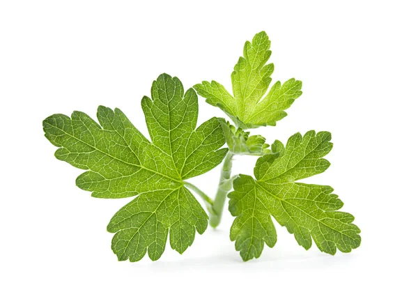 Hoja de grosella en blanco —  Fotos de Stock