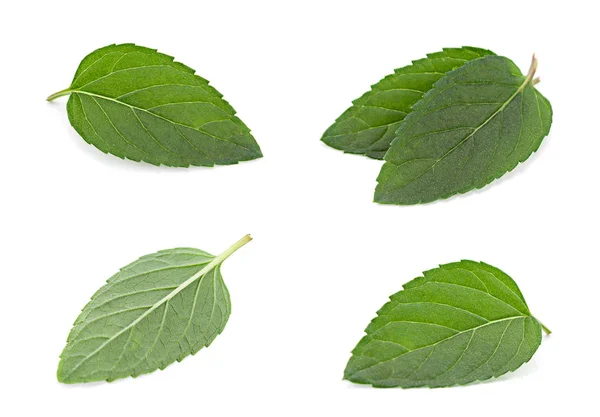 Colseup de hojas de menta sobre blanco — Foto de Stock