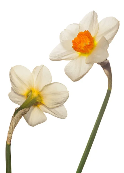 Testa di fiore Narciso — Foto Stock