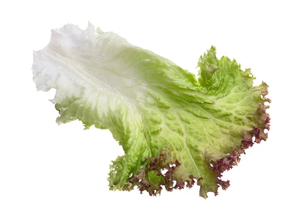 Hoja de ensalada de lechuga — Foto de Stock