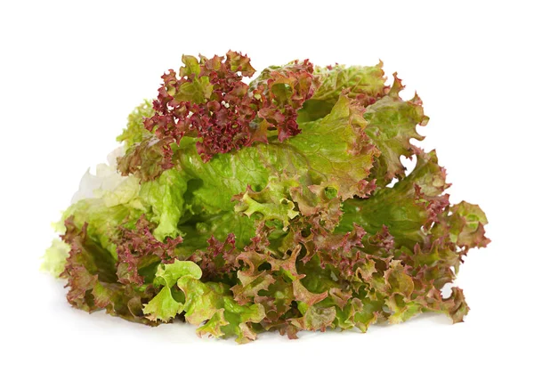 Salada de alface Folha — Fotografia de Stock