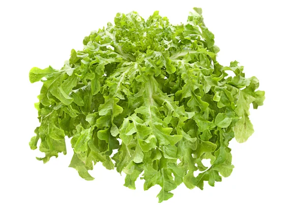 Салат из листьев салата — стоковое фото