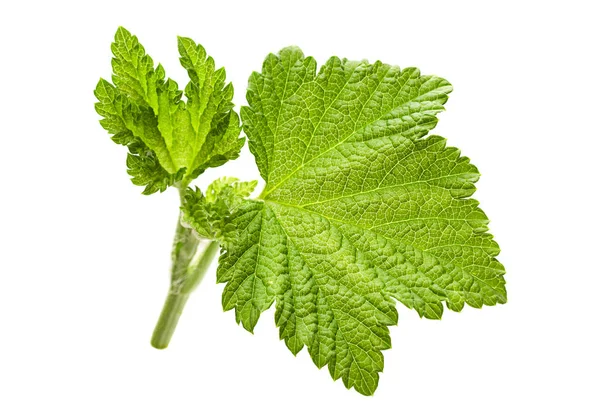 Vinbär leaf närbild — Stockfoto