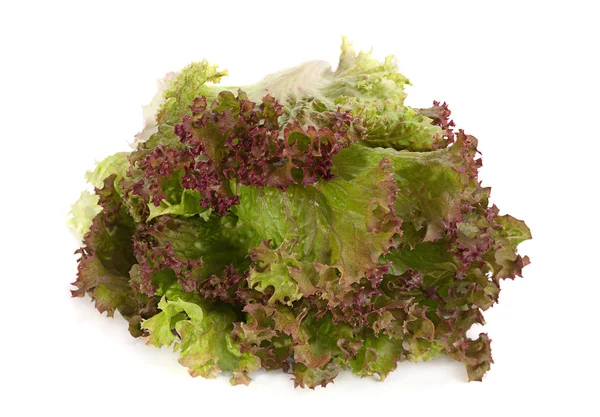 Salada de alface Folha — Fotografia de Stock